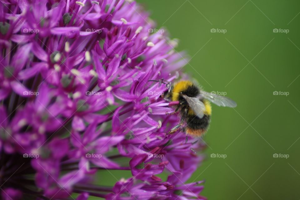 Summer flowers with bee