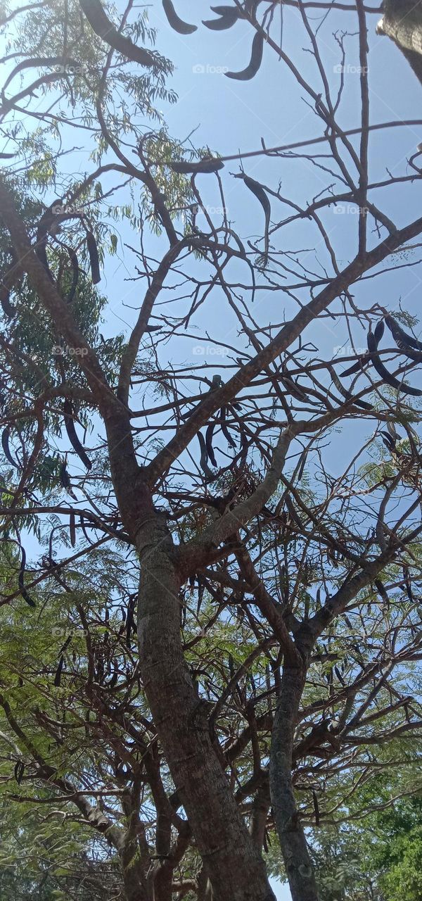 branches and sky ❤️✨