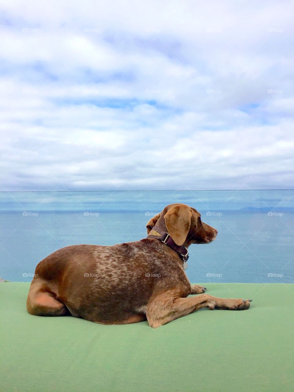 Dog looking over blue sea