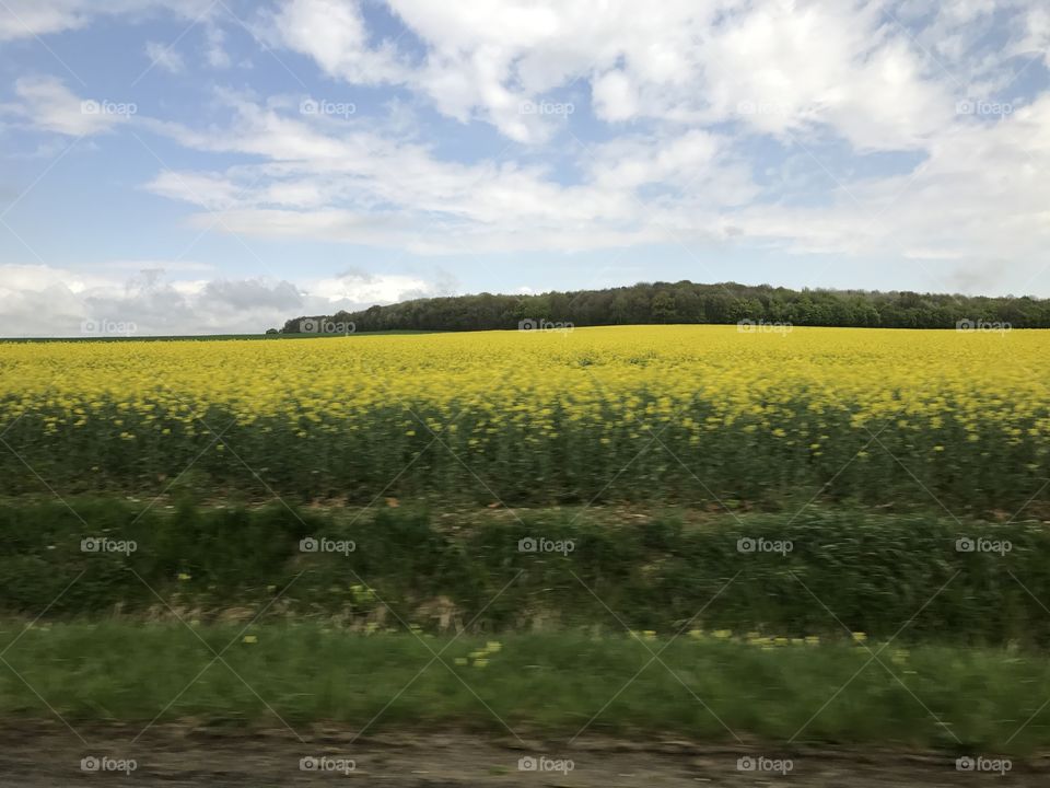 Yellow landscape 