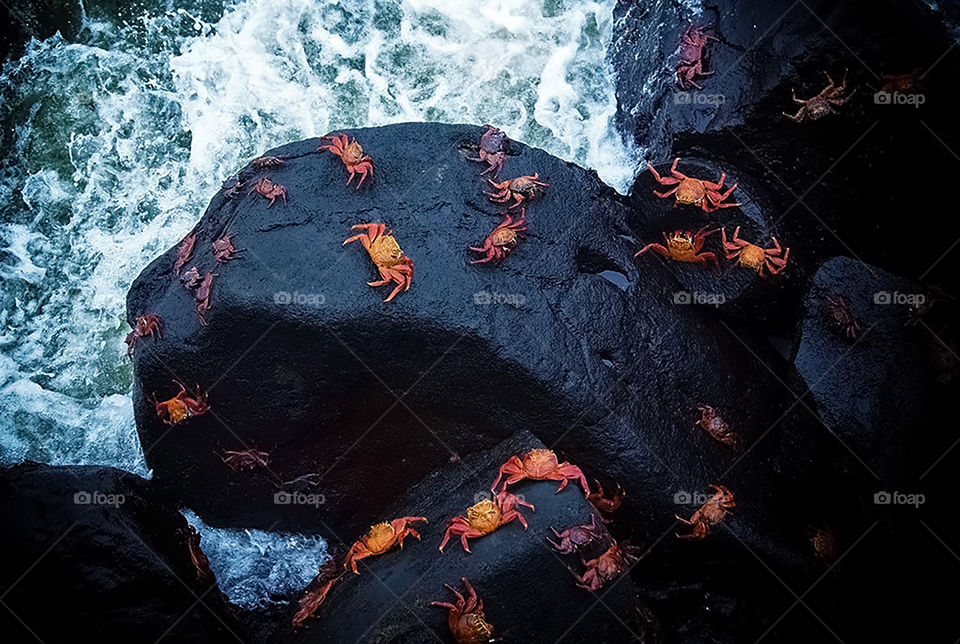 Crabs scattered on the rock at the edge of the river.