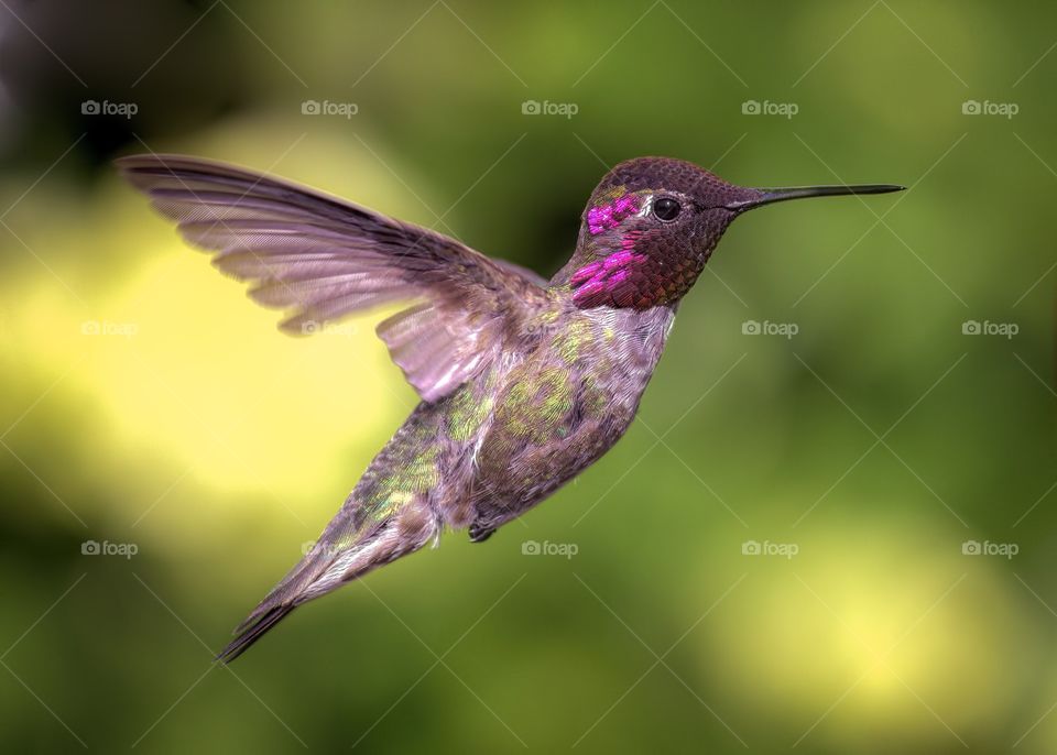 Hummingbird in mid-air