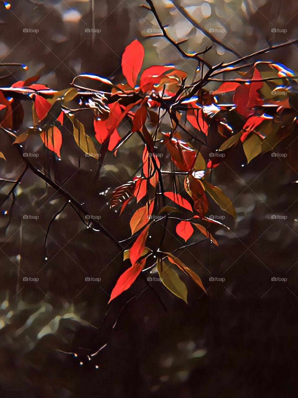 Rain on the turning leaves of fall.