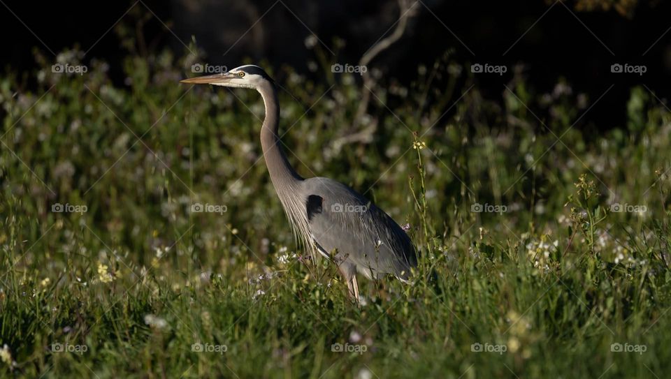Blue heron