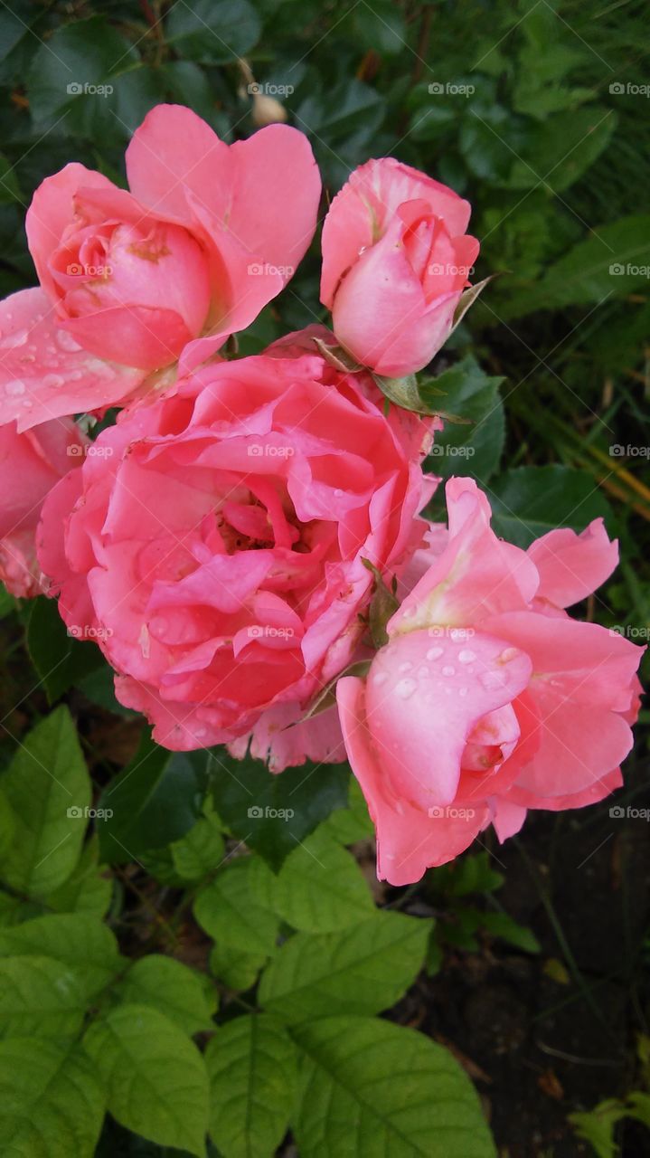 Mom's Pink Roses. We love our garden and most flower photos will be from our garden.  Pink roses are a favorite of my mother.