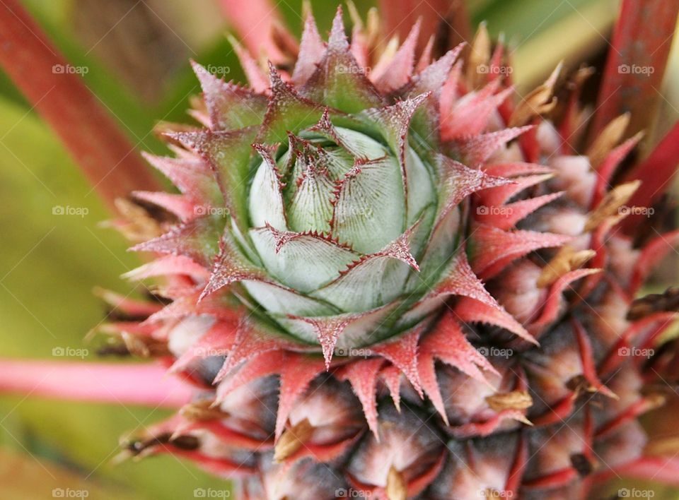 Directly above of pineapple plant