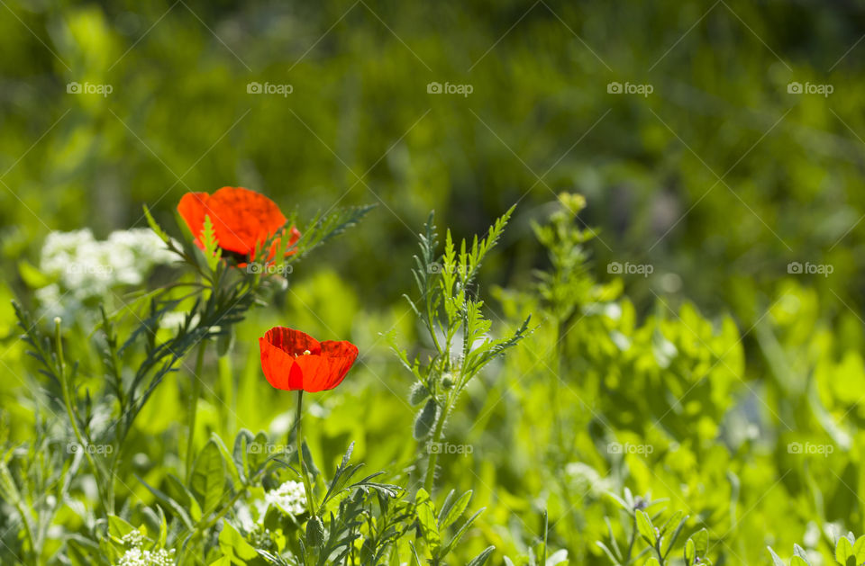 Bud of red poppy in the garden