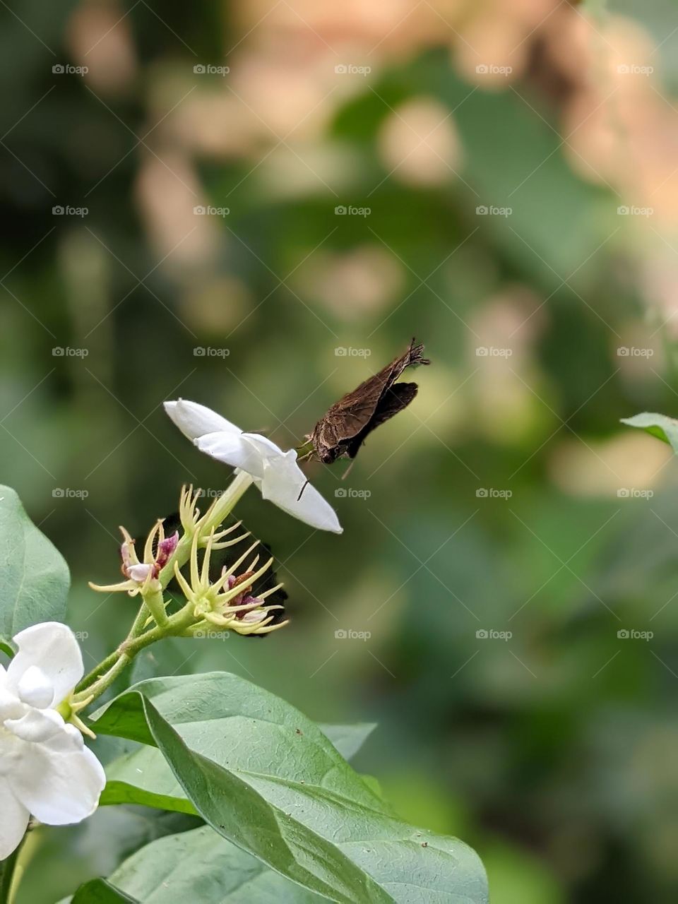 jasmine flowers and butterflies