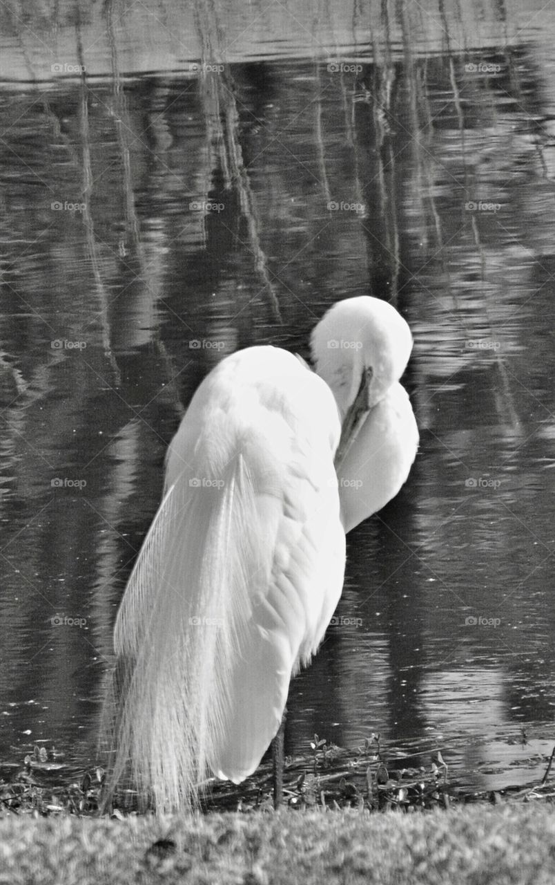 Egret in B & W