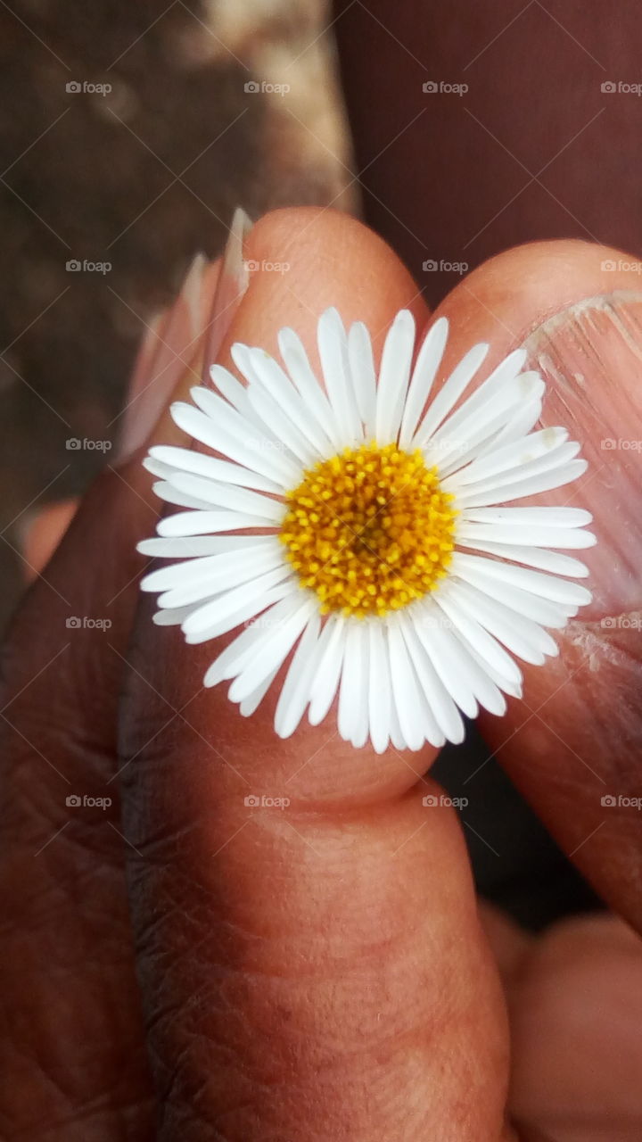circle of delicate petals