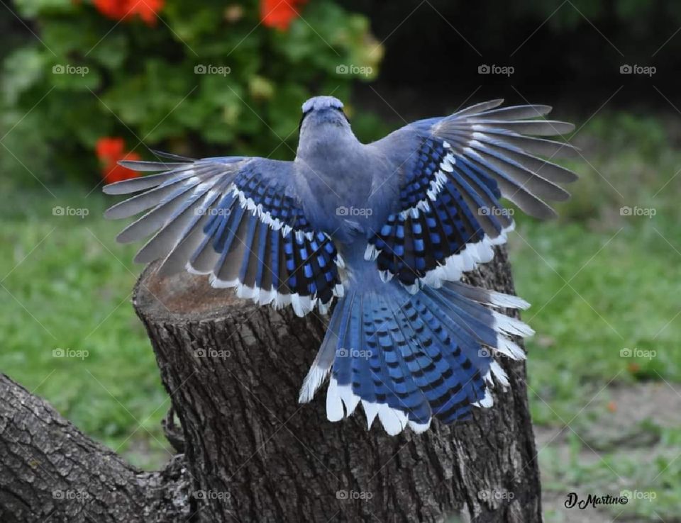 Blue Jay Spreading Wings