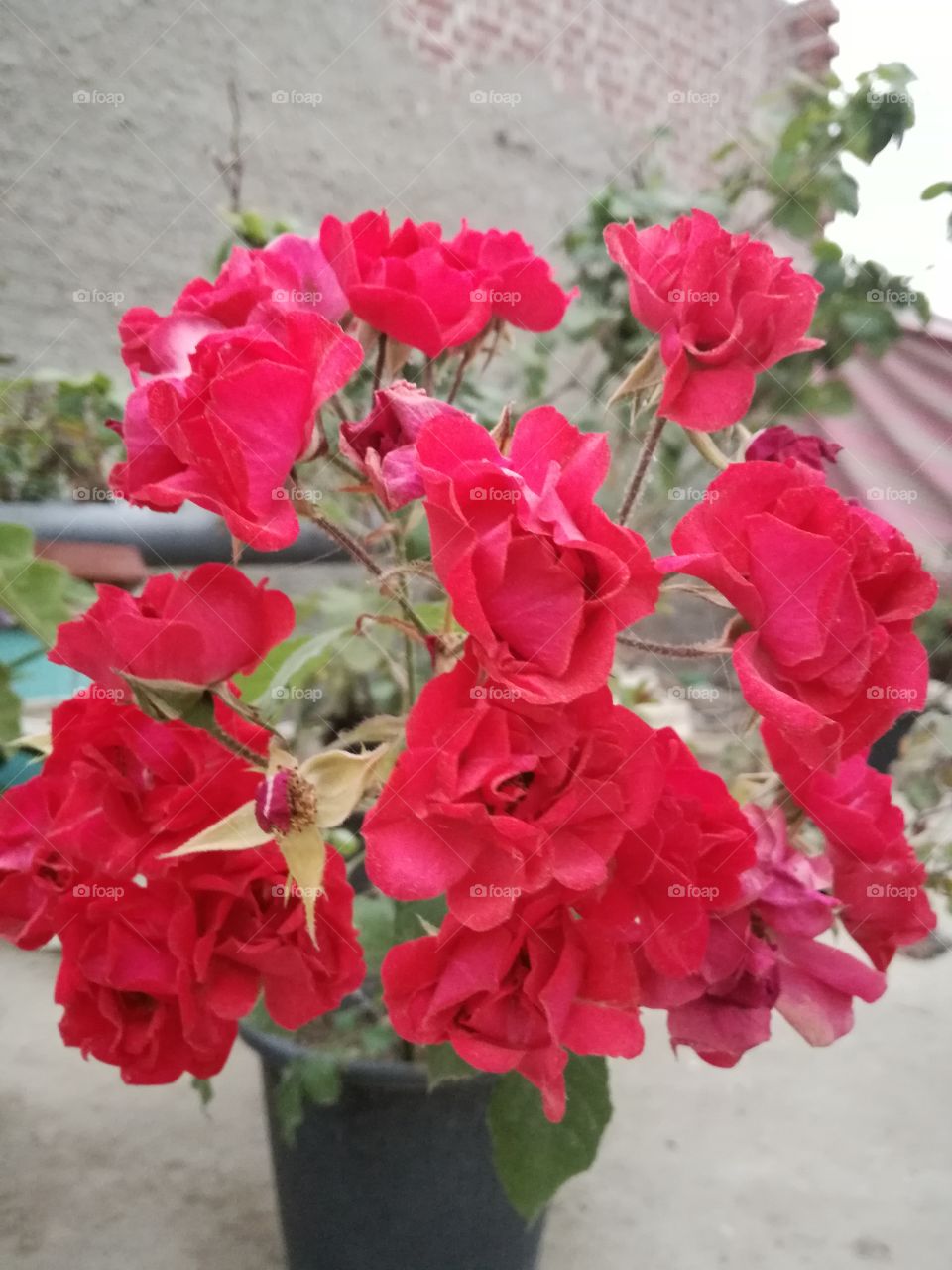 Lovely red bunch