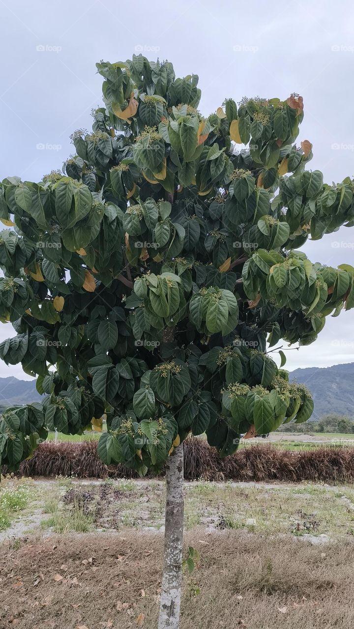 Ping-pong, Luye Township, Taitung County