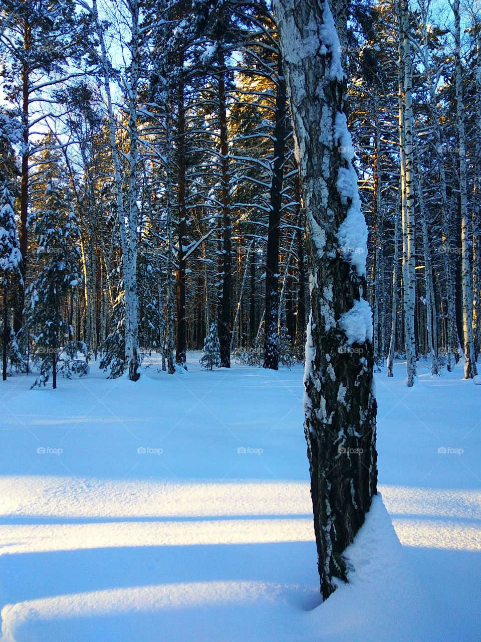 Winter wilderness at dawn