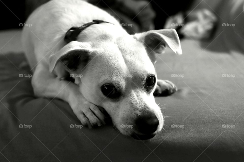 Resting dog shot on Canon 6D Mark II