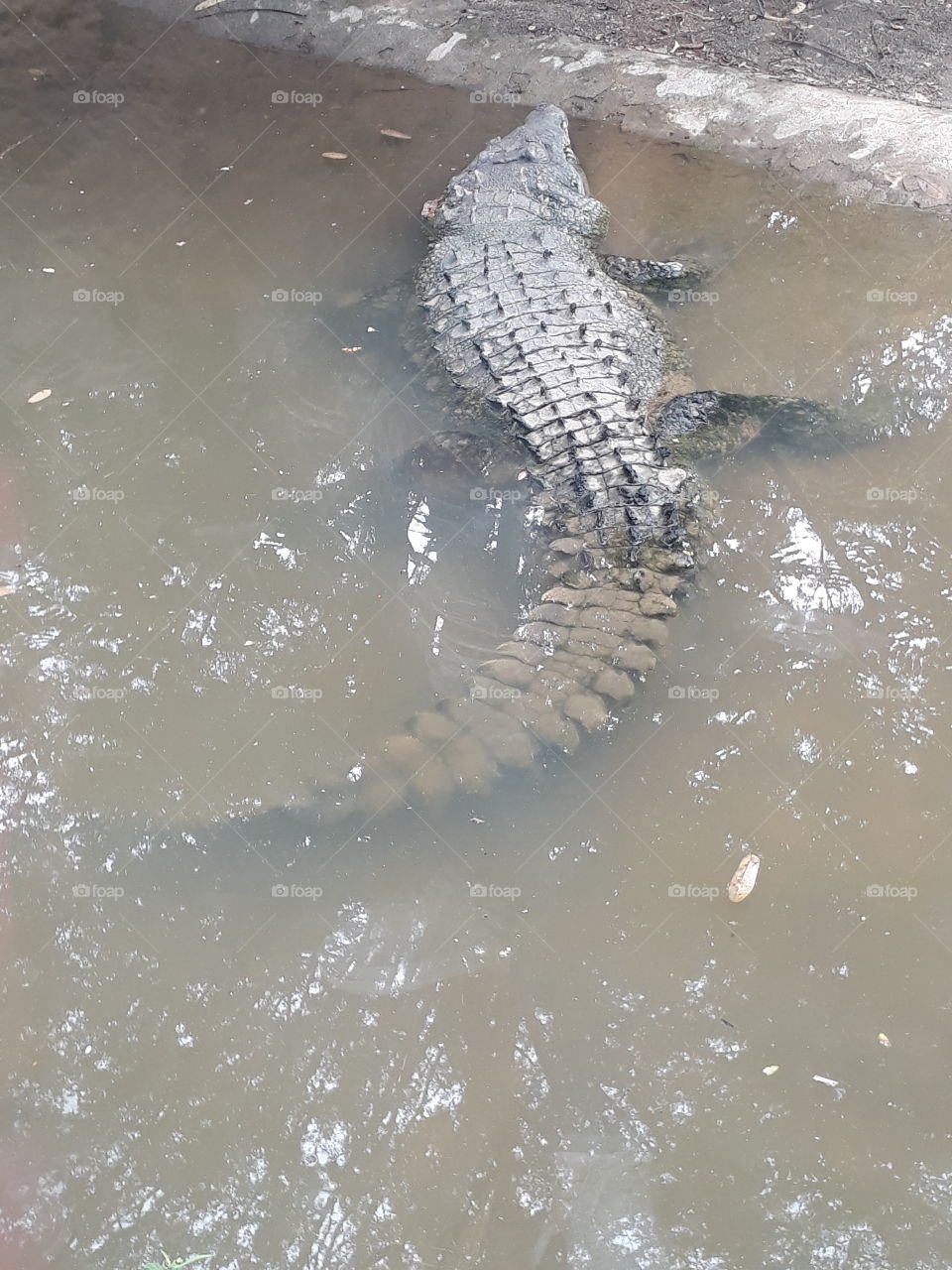 alligator Cocodrilo