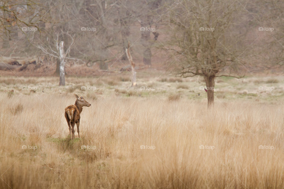 A beautiful deer in the park. Richmond park in London. Sweet animal portrait.