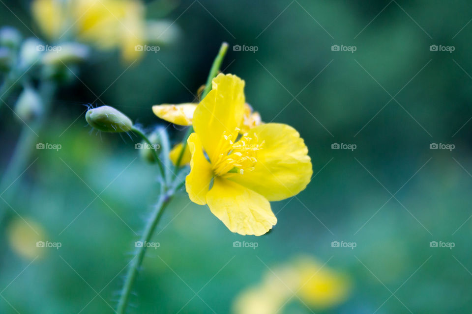 Nature, No Person, Leaf, Flower, Summer