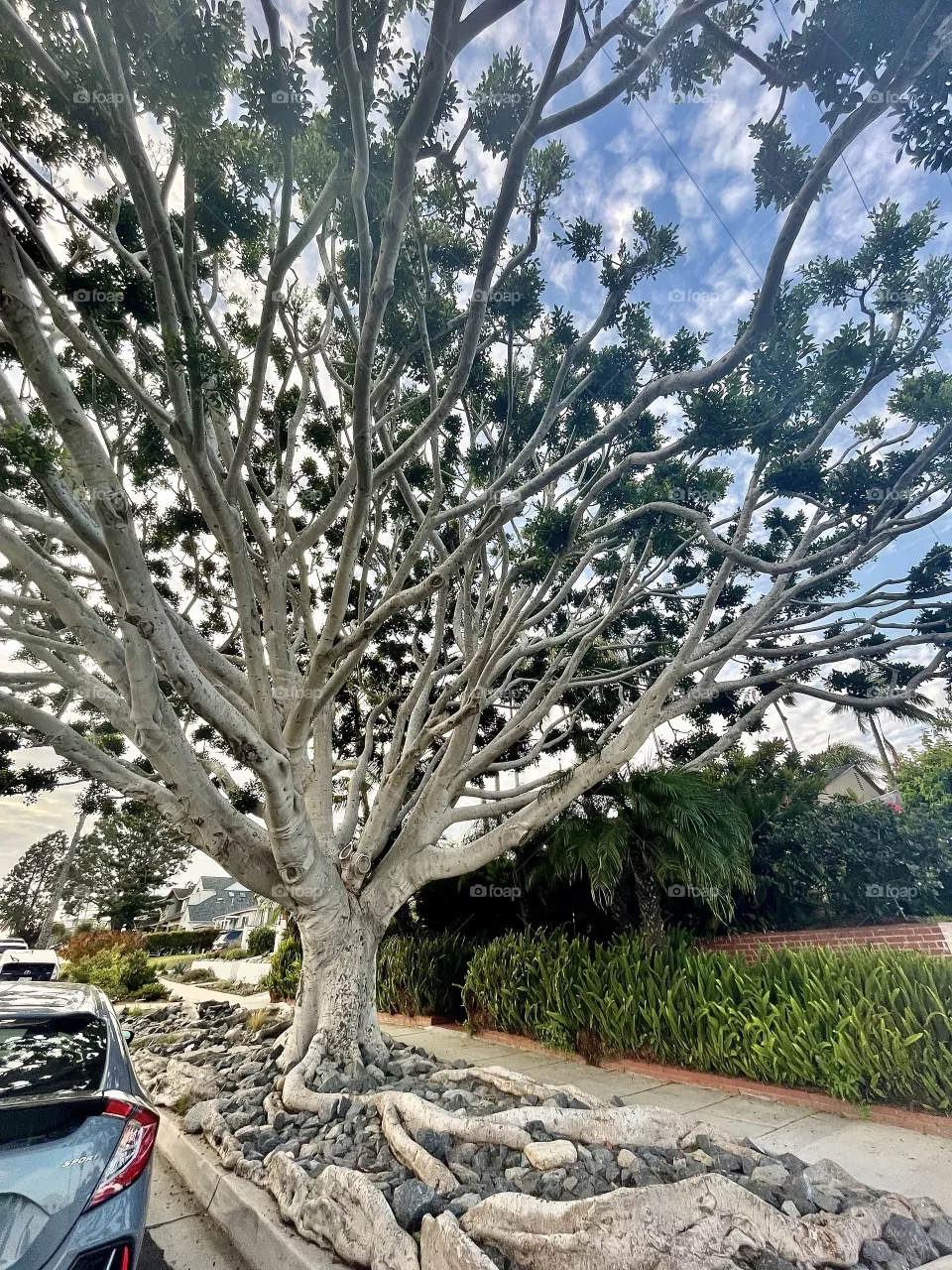Branches  