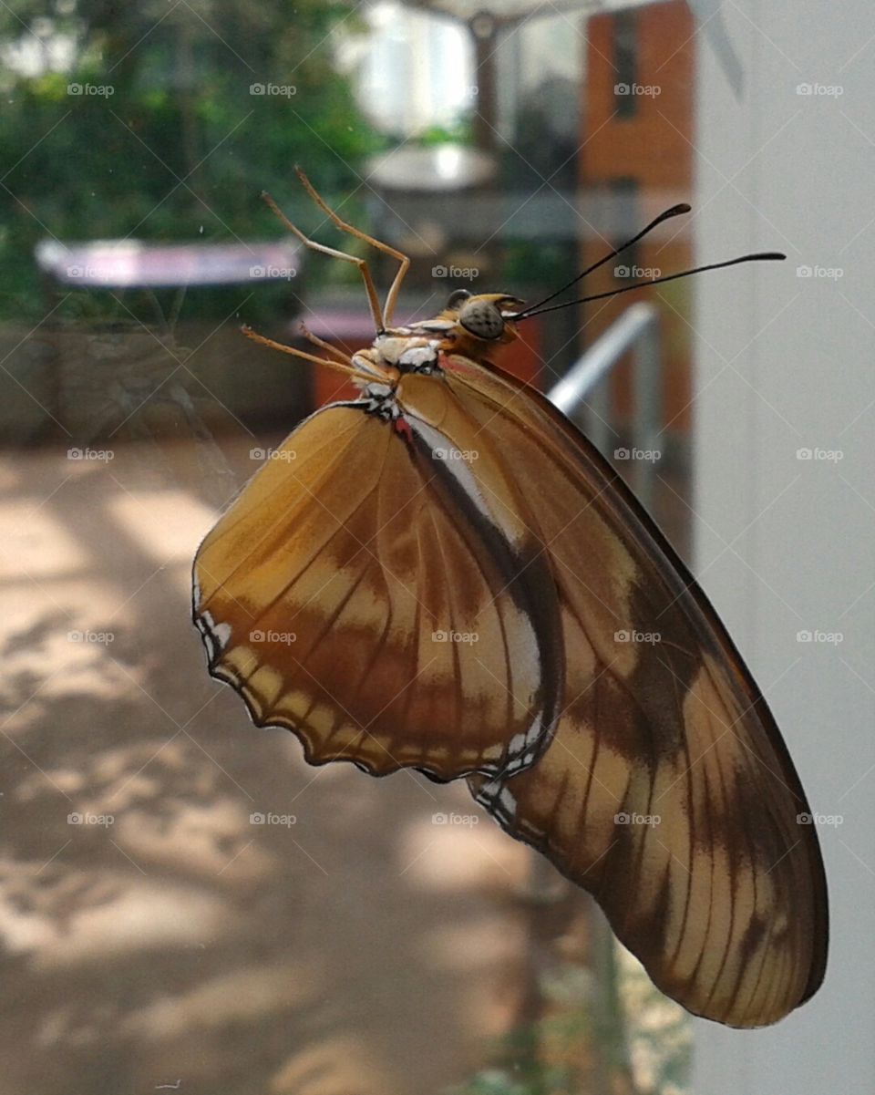 Butterfly on the window. this guy hung out long enough for me to get pictures from both sides of the glass!