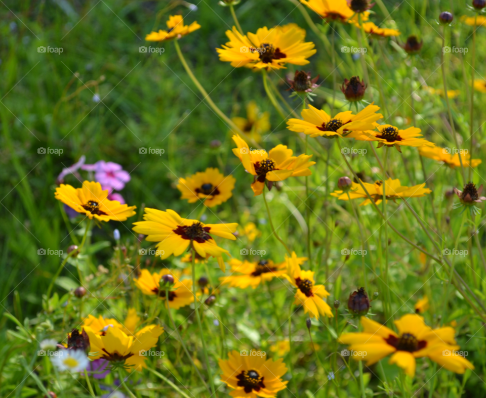 wild flower field