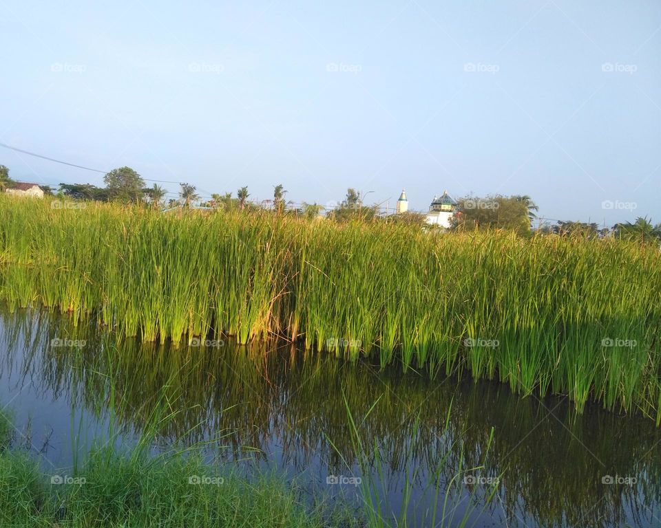 Beautiful lake in the village