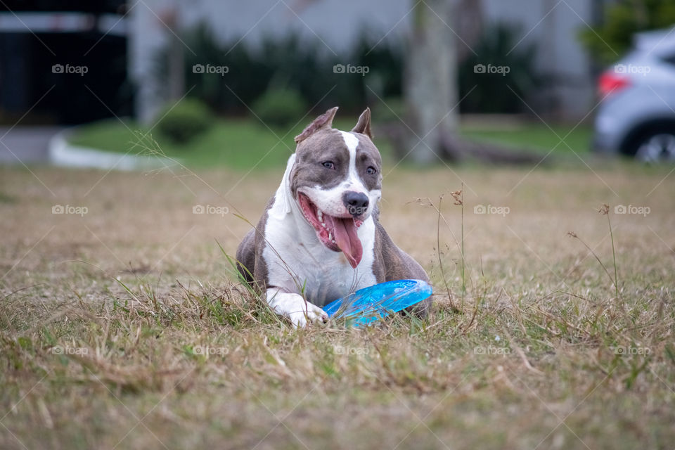 Beautiful dog playing with Frisbee