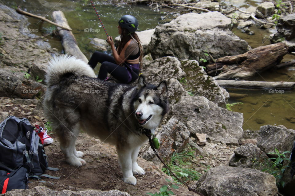 Rock climbing with a companion dog
