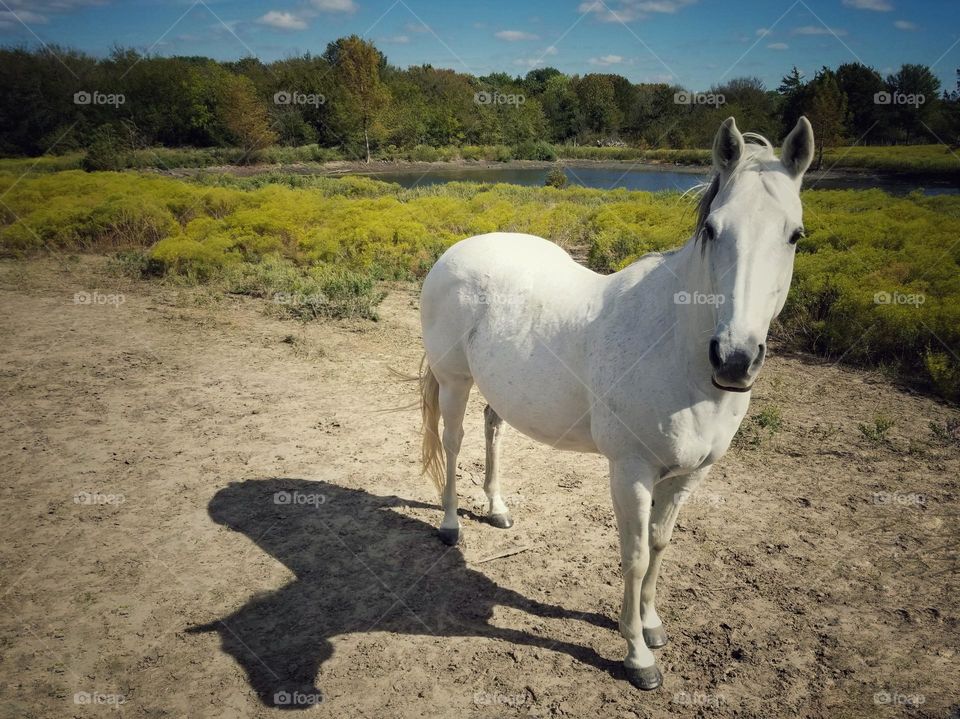 A shadow of Herself...My gray horse standing in the pasture in front of a pond and trees in early fall