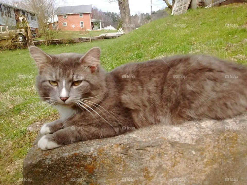Spring cat glance