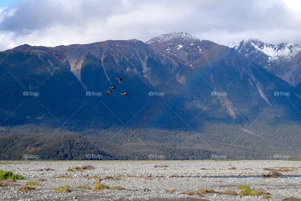 New Zealand Goose Rainbow Nature