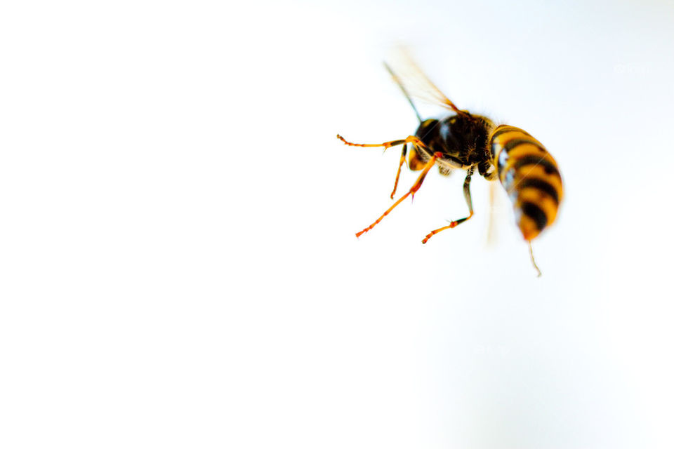 Bee