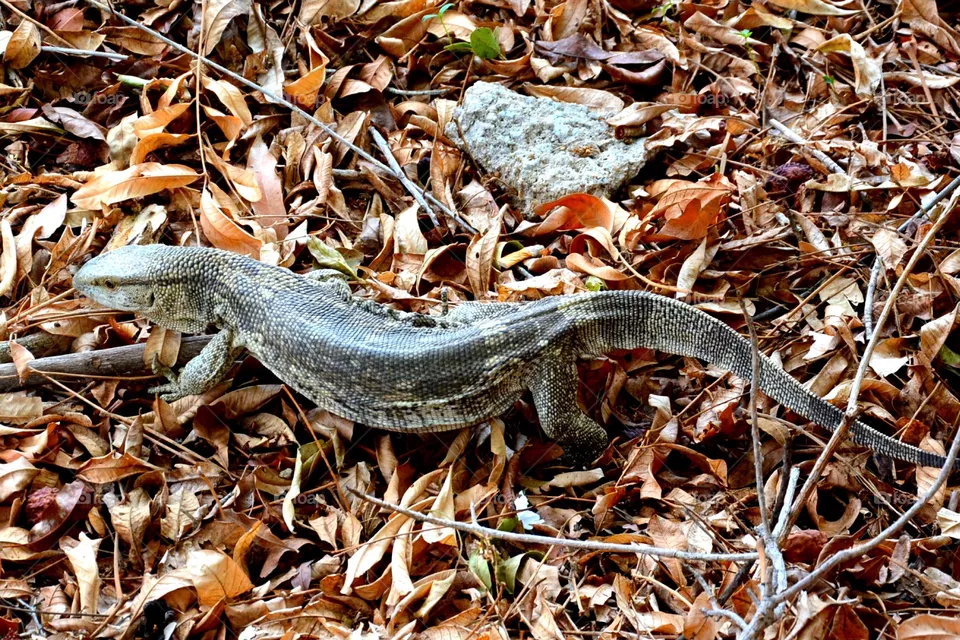 Iguana