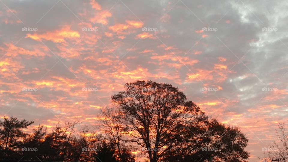 No Person, Dawn, Sunset, Tree, Landscape