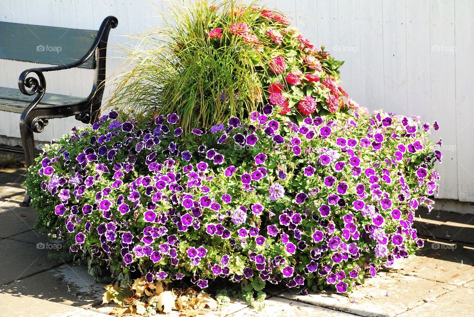 Sidewalk flowers 