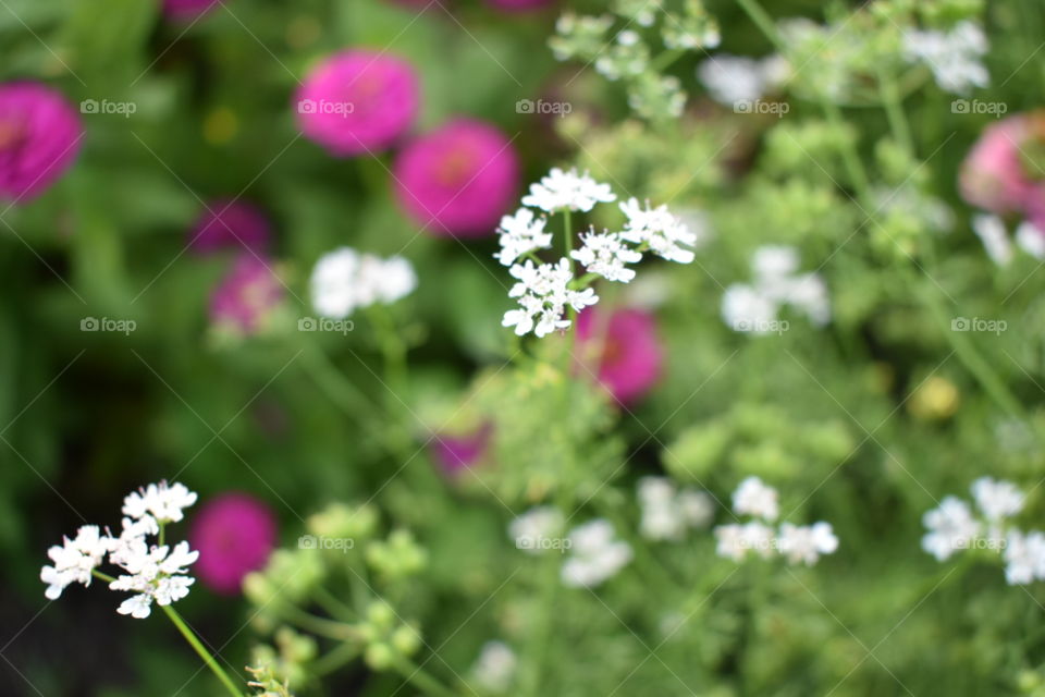 Small white flowers in focus with pink flowers in the background. Green, white and pink. 