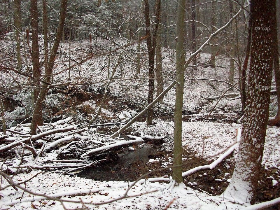 The first snowfall of the season along a creek in Ohio