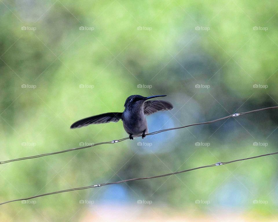 Hummingbird perching on wire