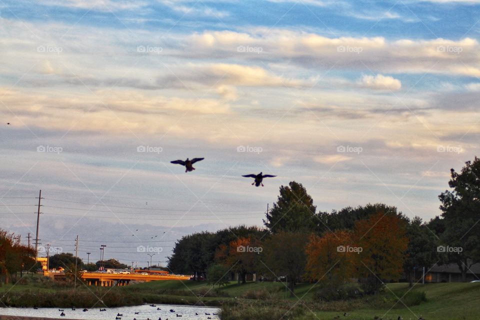 Ducks flying over the creek