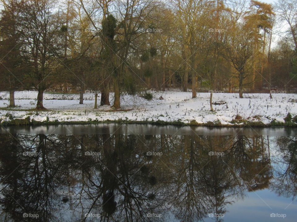 Trees Beside The River