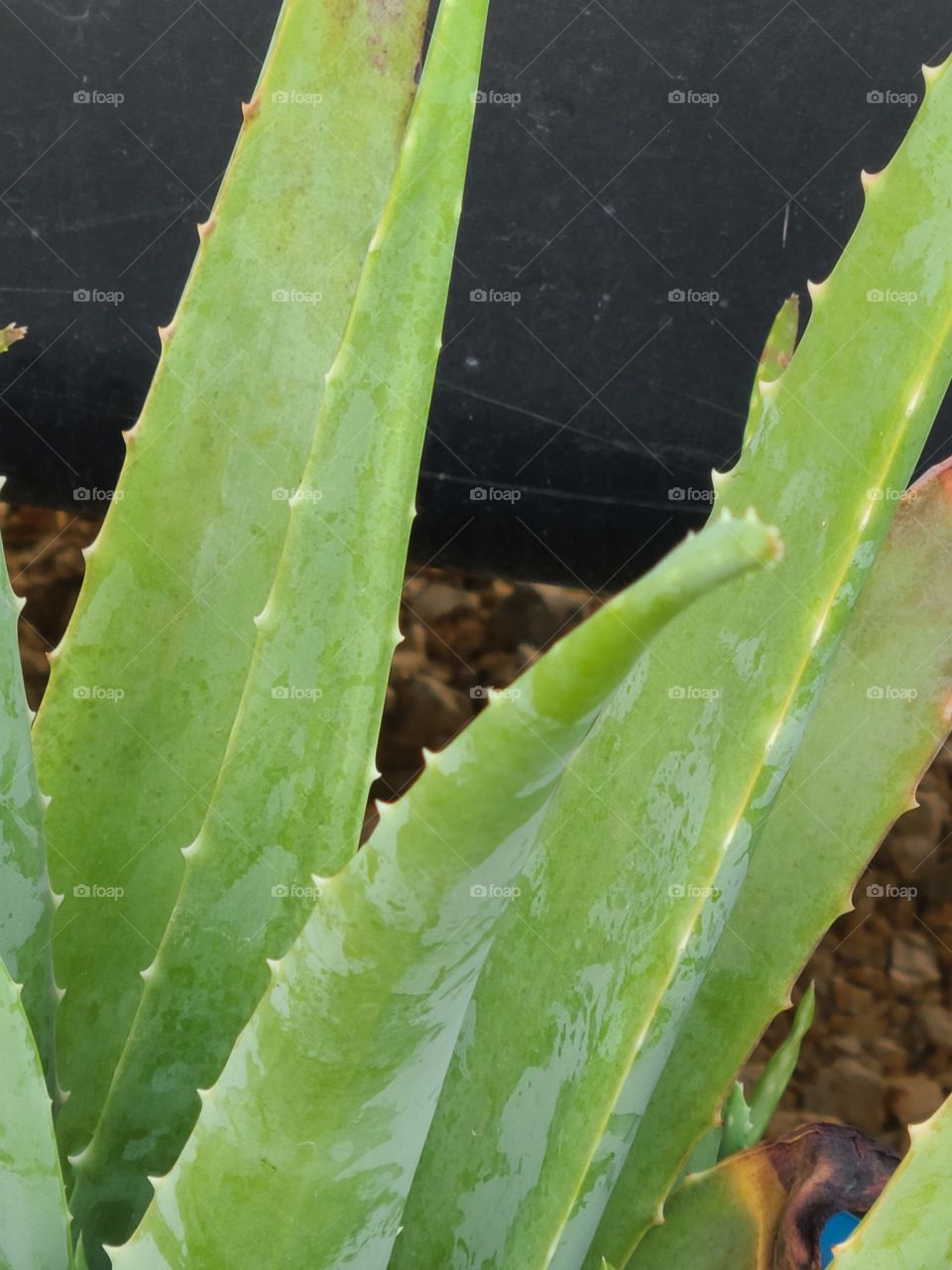 aloe vera