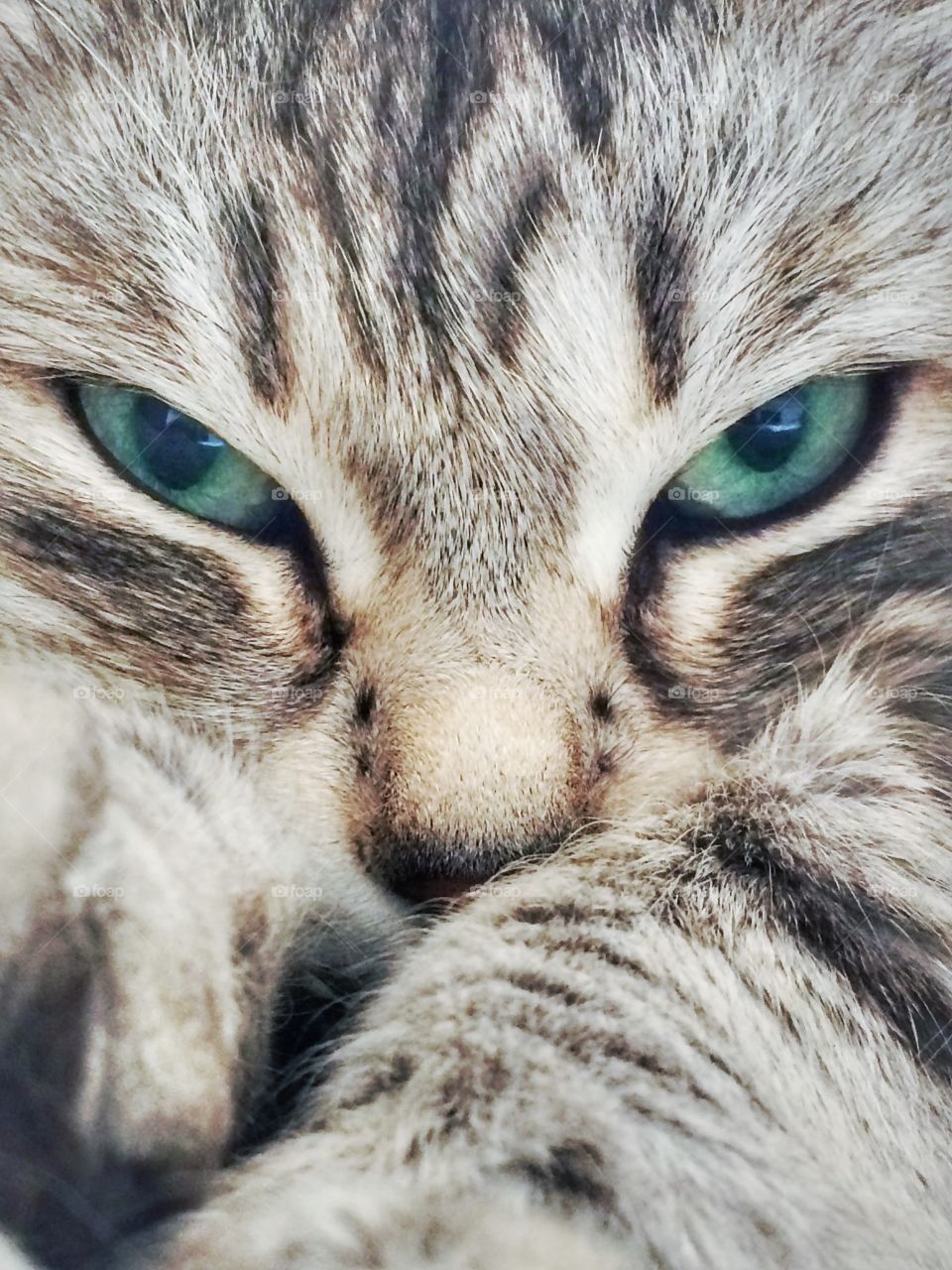 Green eyes of a silver siberian cat