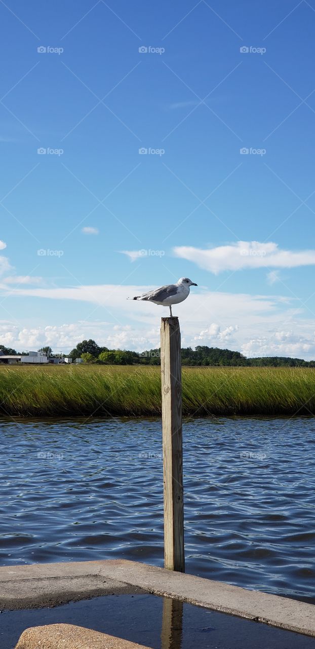 waterfront, seagull,marsh,outdoors,nature,animals,life