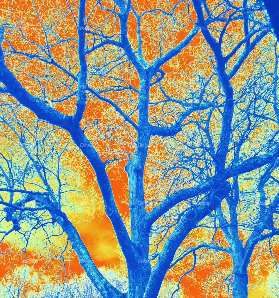 Abstract edit of a tree with bare branches shot on my iphone in the winter. I did a color edit to give it an abstract infrared vibe. 