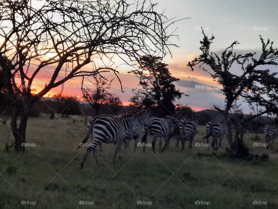 sunset at the Masai mara