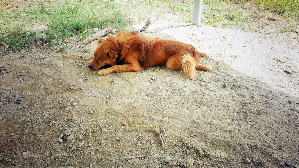 the beautiful cute small dog sleeping in my house