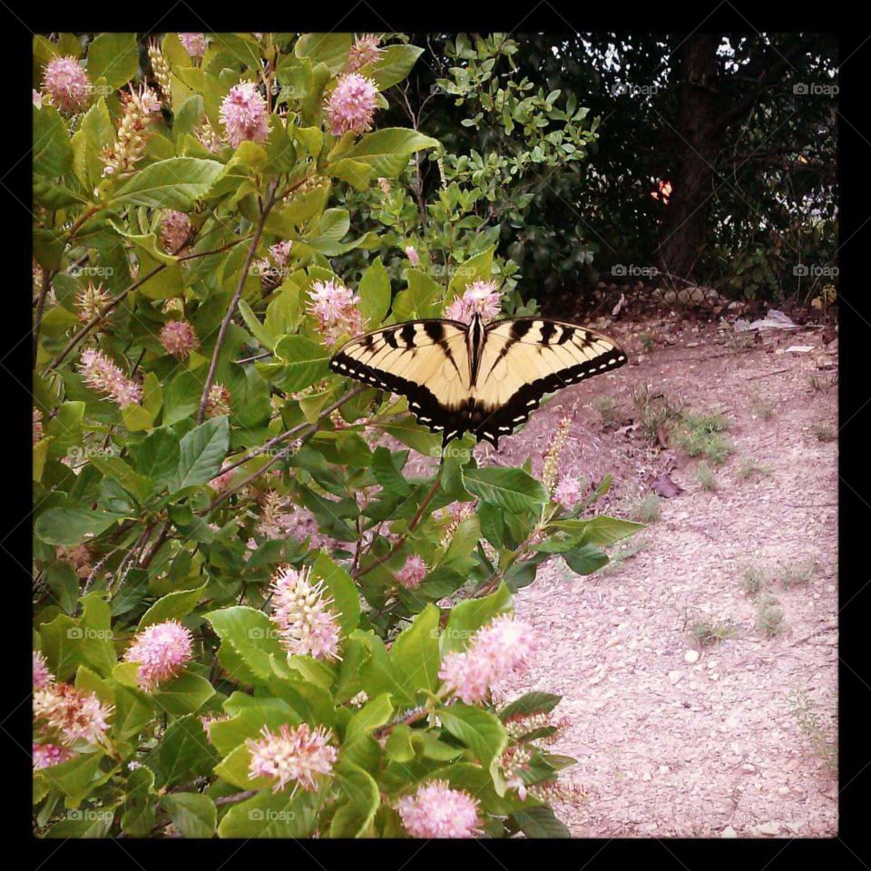 Pink and Yellow.