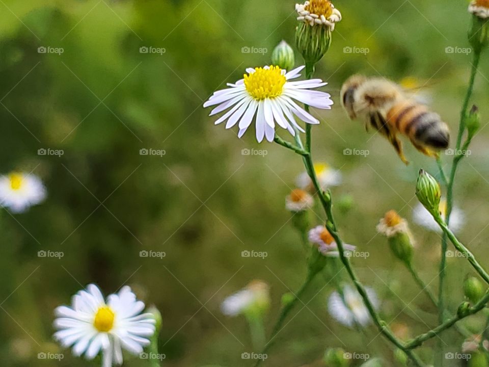 Bee in flight to wild flower