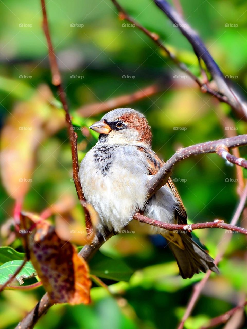 Sparrow Bird