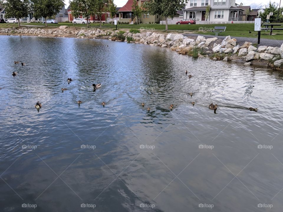 Baby Ducklings with their Mama Duck in Oquirrh Lake, Daybreak- South Jordan,Utah